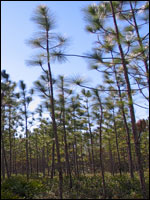 Photo of Pine flatwoods on SRWMD property